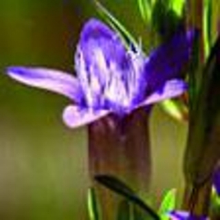 Hořeček nahořklý  °12° GENTIAN