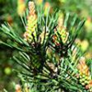 Borovice lesní °24° PINE